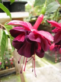 Fuchsia Adalbert Bogner 01