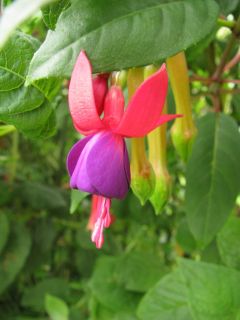 Fuchsia Ännchen 01