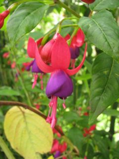 Fuchsia Ännchen 02