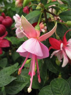 Fuchsia Alberttina 01