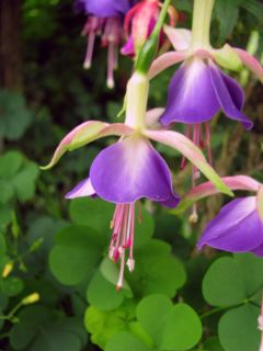 Fuchsia Alderford 03