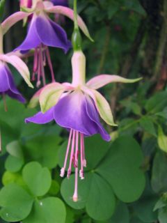 Fuchsia Alderford 04