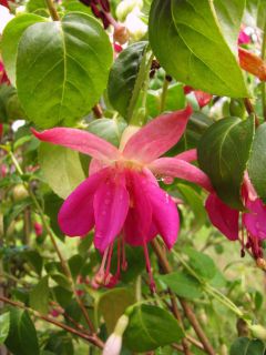 Fuchsia Alex Rolinck 01