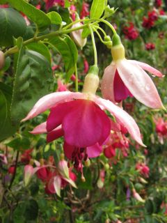 Fuchsia Alex Rolinck 03