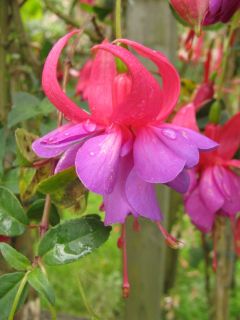 Fuchsia Ali 01