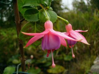 Fuchsia Alison Ewart 02