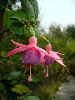 Fuchsia Alison Ewart 03