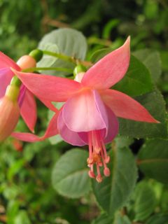 Fuchsia Alison Ewart 04