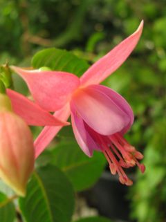 Fuchsia Alison Ewart 05