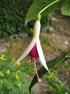 Fuchsia Allgaeu Perle 02