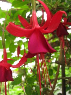 Fuchsia Almandin 01