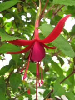 Fuchsia Almandin 02