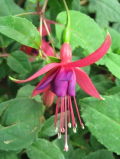 Fuchsia Alsternixe 01