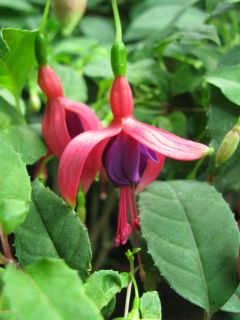 Fuchsia Alsternixe 02