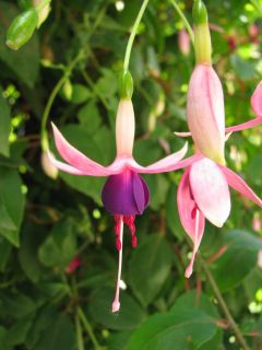 Fuchsia Alt Mainau 01