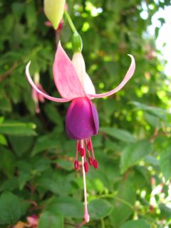 Fuchsia Alt Mainau 02