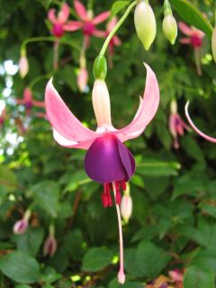 Fuchsia Alt Mainau 03