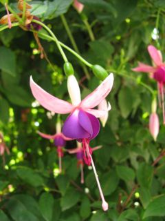 Fuchsia Alt Mainau 04