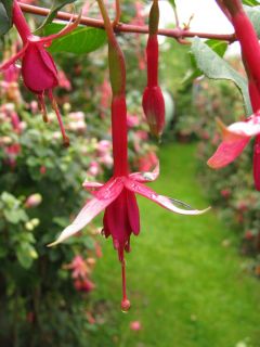 Fuchsia Amabilis 01