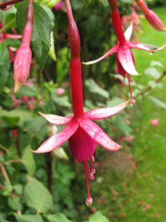 Fuchsia Amabilis 02