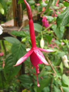 Fuchsia Amabilis 03