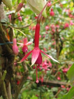 Fuchsia Amabilis 04