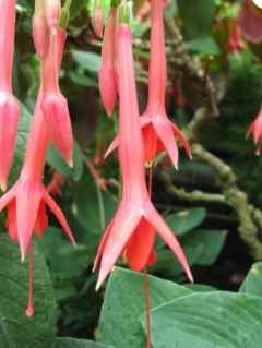 Fuchsia Andenken an Heinrich Henkel 01