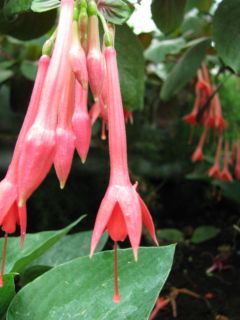 Fuchsia Andenken an Heinrich Henkel 02