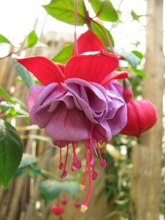 Fuchsia Andrea Dicke 01