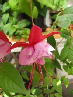 Fuchsia Andrea Dicke 02