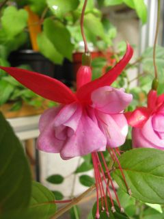 Fuchsia Andrea Dicke 03