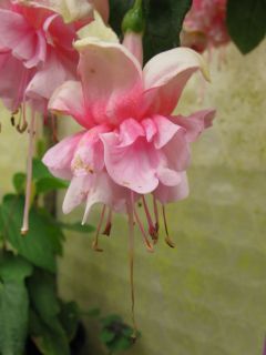 Fuchsia Angelika Ludmilla 01