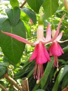 Fuchsia Angelina 01