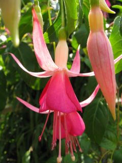 Fuchsia Angelina 02