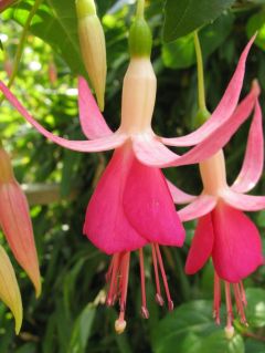 Fuchsia Angelina 03