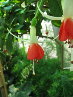 Fuchsia Anita 03