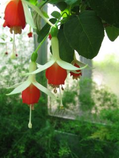 Fuchsia Anita 04