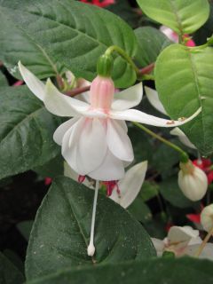 Fuchsia Ann Howard Tripp 02