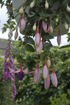 Fuchsia Anna Pauline 01