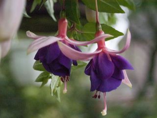 Fuchsia Anna Pauline 02