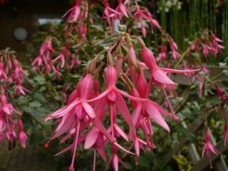 Fuchsia Anna Sunshine 01