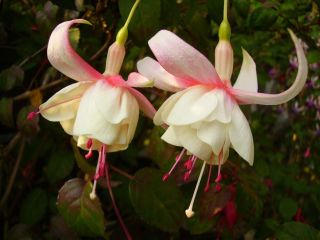 Fuchsia Annabel 02