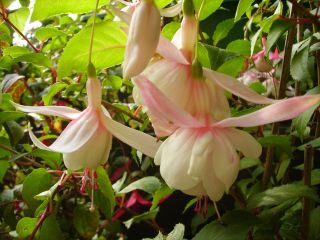 Fuchsia Annabel 03