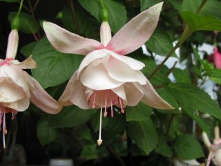 Fuchsia Annabel 04