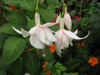 Fuchsia Annabel 05