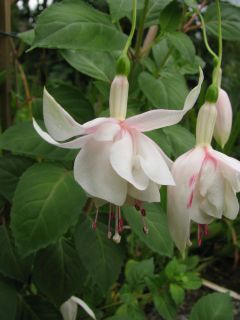 Fuchsia Annabel 06