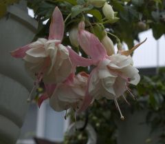 Fuchsia Annabel 08