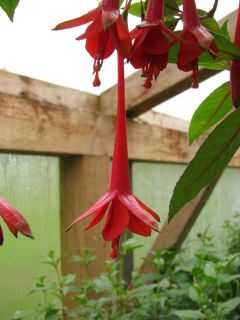 Fuchsia Anneke de Keijzer 01