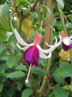 Fuchsia Antje Kuhlmann 01