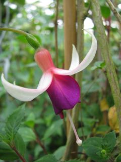 Fuchsia Antje Kuhlmann 02